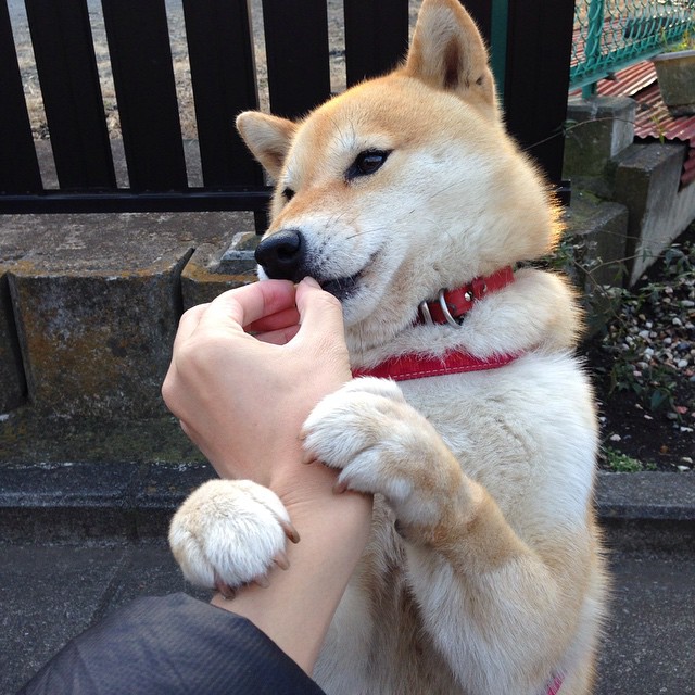 内容创新带动行业繁荣：从传统转播到短视频、多平台多形态，内容创作行业