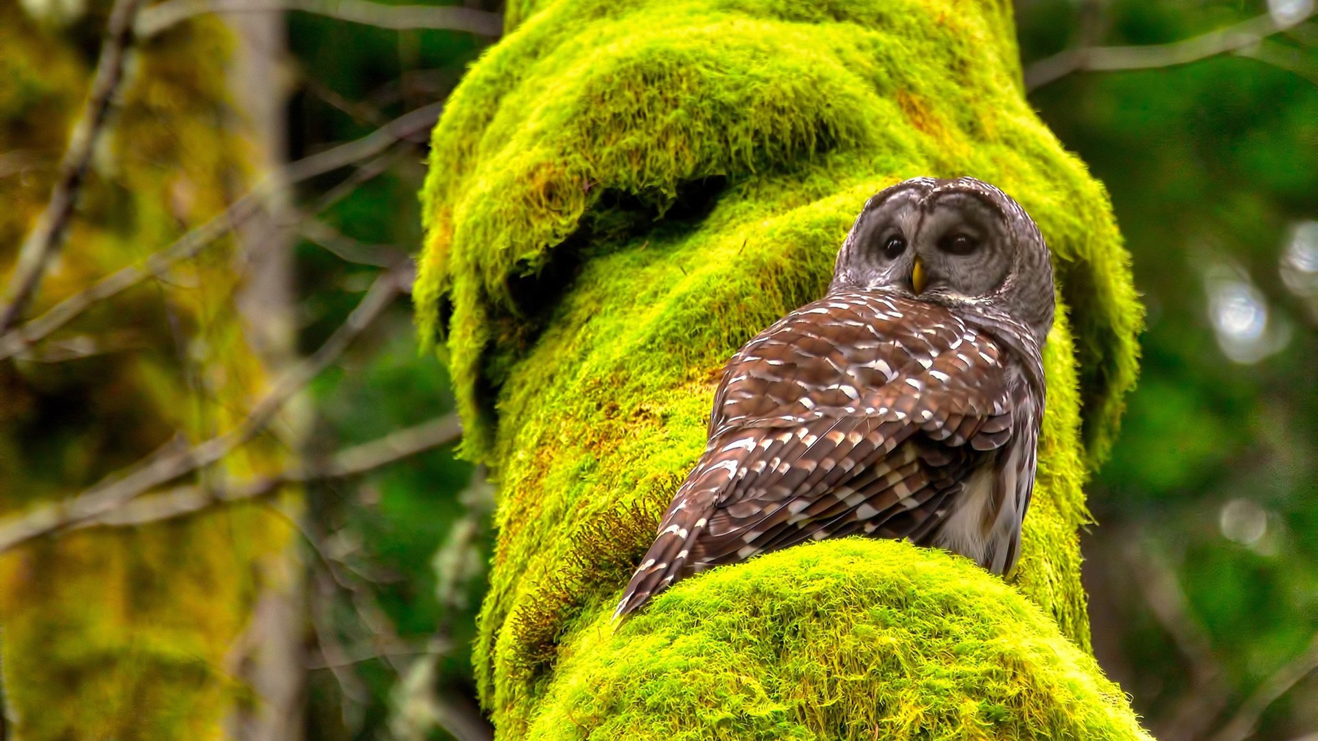 关键时刻，王强三分入篮，帮助北京队反超比分夺冠！，王强比赛视频